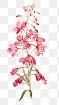 Pink fireweed flower png botanical illustration watercolor