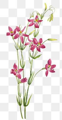 Pink centaurium flower png botanical illustration watercolor