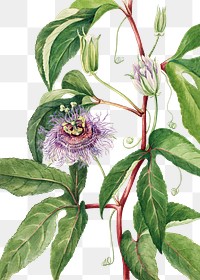 Maypop flower png botanical illustration watercolor