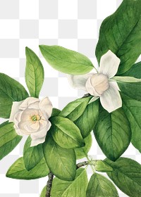 Sweetbay flowers png botanical illustration watercolor