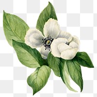 White virginia stewartia flowers png botanical illustration watercolor