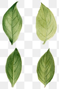 Virginia stewartia green leaf png set botanical watercolor
