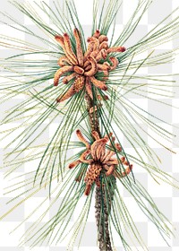 Loblolly pine cone png botanical illustration watercolor