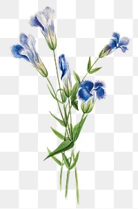 Fringed gentian flower png botanical illustration watercolor