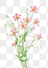 Pink saltmarsh rosegentian flower png botanical illustration watercolor