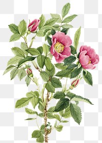 Bourgeau rose png botanical illustration watercolor