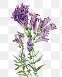 Purple pentstemon png botanical illustration watercolor