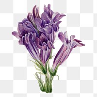 Purple pentstemon flower png botanical illustration watercolor