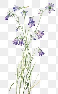 Harebell flower png botanical illustration watercolor