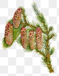Douglas fir cone png botanical illustration watercolor