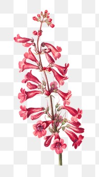 Blooming parry&#39;s penstemon flower png botanical illustration watercolor