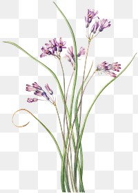 Wild hyacinth png botanical illustration watercolor