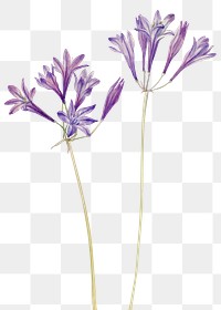 Hand drawn grass nut png floral illustration