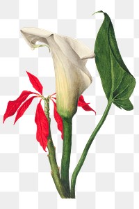 White calla lily flower png botanical illustration watercolor