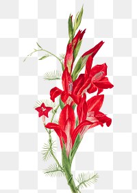 Cannas and cypress vine flowers png botanical illustration watercolor