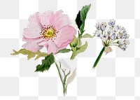Pink and white flowers png botanical illustration watercolor