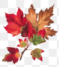 Autumn leaves png botanical illustration watercolor