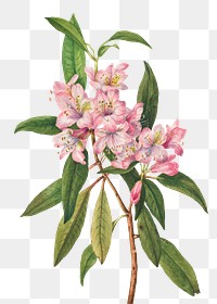 Summer flower Rose-Bay Rhododendron png illustration