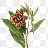 Vintage American chestnut blooming illustration png sticker