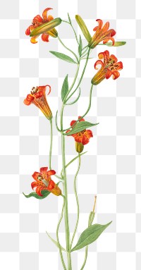 Summer small tiger lily flower png illustration
