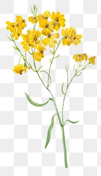 Yellow Psilostrophe sparsiflora flowers png illustration