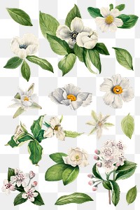 Hand drawn white flower png set watercolor illustration