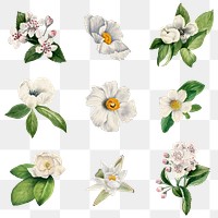 White wild flower png botanical illustration set