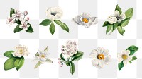 White wild flower png botanical illustration set, remixed from the artworks by <a href="https://www.rawpixel.com/search/Mary%20Vaux%20Walcott?sort=curated&amp;page=1" target="_blank">Mary Vaux Walcott</a>