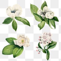 White flower botanical png illustration set