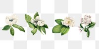 White flower botanical png illustration set, remixed from the artworks by <a href="https://www.rawpixel.com/search/Mary%20Vaux%20Walcott?sort=curated&amp;page=1" target="_blank">Mary Vaux Walcott</a>