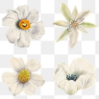 Hand drawn white flowers png floral sticker set