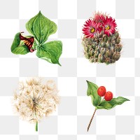 Vintage wild plants png illustration botanical sticker set