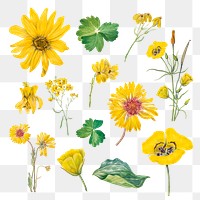 Vintage yellow flower blooming png illustration watercolor set