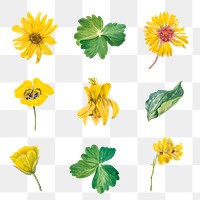 Vintage yellow flower png illustration drawing set