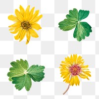 Vintage yellow flowers blooming illustration png sticker set