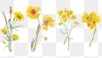 Hand drawn yellow flower png set floral illustration, remixed from the artworks by Mary Vaux Walcott