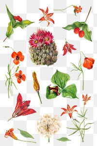 Vintage red, orange and pink flower png illustration set