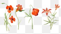 Vintage small tiger lily flower png illustration floral drawing set, remixed from the artworks by <a href="https://www.rawpixel.com/search/Mary%20Vaux%20Walcott?sort=curated&amp;page=1" target="_blank">Mary Vaux Walcott</a>