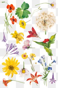 Png blooming wild flowers illustration drawing set