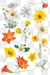 Png blooming floral illustration set