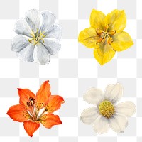 Wild flowers png botanical illustration set