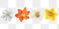 Wild flowers png botanical illustration set, remixed from the artworks by <a href="https://www.rawpixel.com/search/Mary%20Vaux%20Walcott?sort=curated&amp;page=1" target="_blank">Mary Vaux Walcott</a>