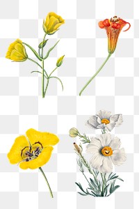 Png blooming wild flowers illustration set