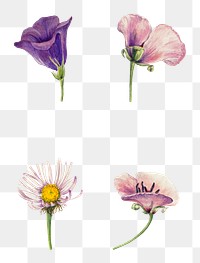 Vintage wild flowers png illustration floral sticker set