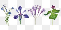 Purple flowers blossom png illustration hand drawn set, remixed from the artworks by <a href="https://www.rawpixel.com/search/Mary%20Vaux%20Walcott?sort=curated&amp;page=1" target="_blank">Mary Vaux Walcott</a>