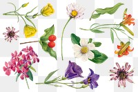 Colorful blooming flowers botanical illustration set, remixed from the artworks by <a href="https://www.rawpixel.com/search/Mary%20Vaux%20Walcott?sort=curated&amp;page=1" target="_blank">Mary Vaux Walcott</a>