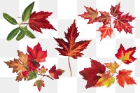 Autumn leaves set png botanical illustration watercolor, remixed from the artworks by <a href="https://www.rawpixel.com/search/Mary%20Vaux%20Walcott?sort=curated&amp;page=1" target="_blank">Mary Vaux Walcott</a>