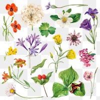 Vintage png blooming flowers illustration drawing set