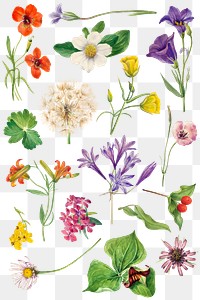 Png vintage colorful flowers botanical drawing set