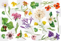 Png blooming wild flowers botanical drawing set